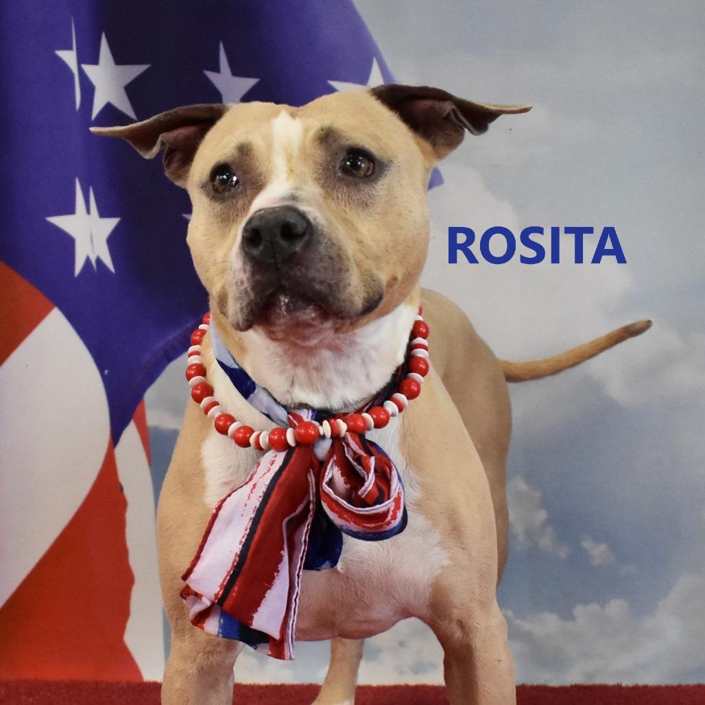 Rosita, a Adoptable Pit Bull Terrier in Yuma, AZ image 2/5