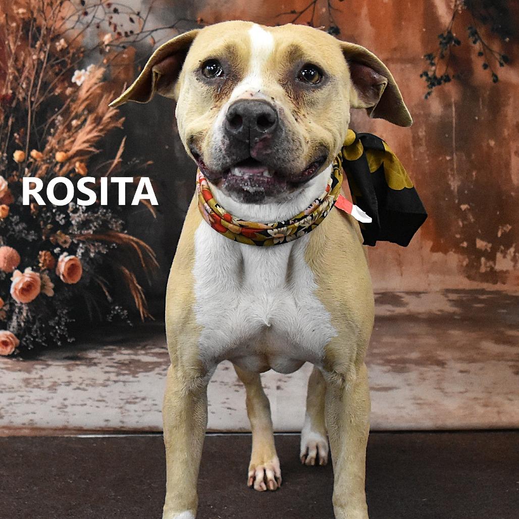 Enlarge Rosita, a Adoptable Pit Bull Terrier in Yuma, AZ image 1/1