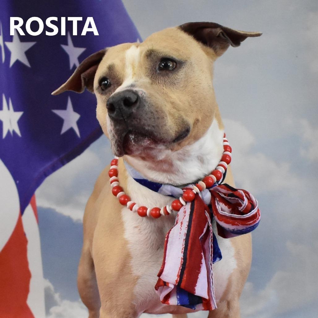 Rosita, a Adoptable Pit Bull Terrier in Yuma, AZ image 4/5
