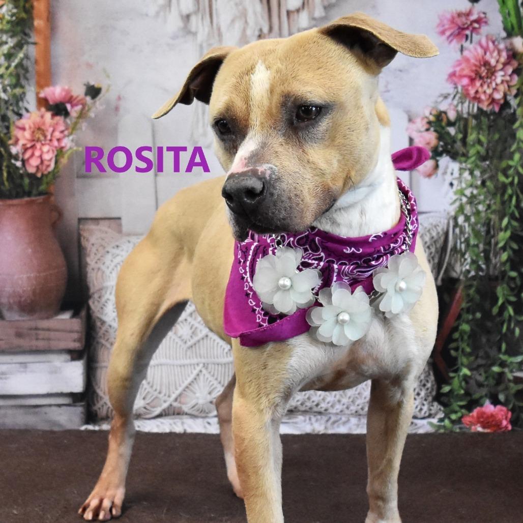 Enlarge Rosita, a Adoptable Pit Bull Terrier in Yuma, AZ image 3/3