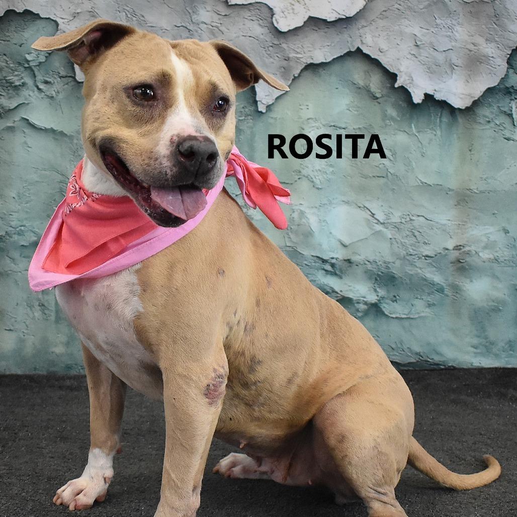 Enlarge Rosita, a Adoptable Pit Bull Terrier in Yuma, AZ image 6/6