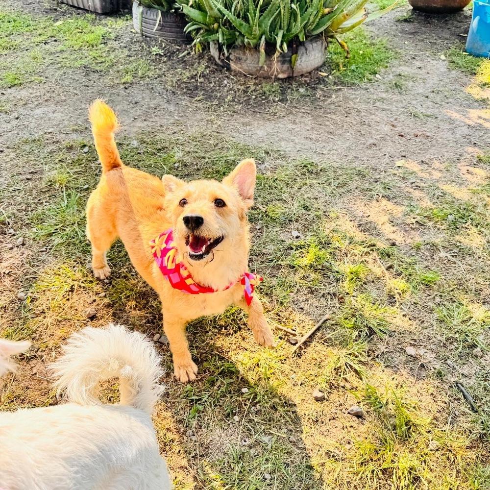 Charlotte, a Adoptable mixed breed in Gig Harbor, WA image 1/6