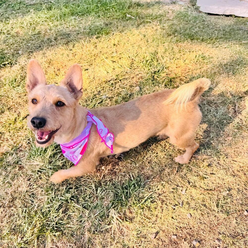 Charlotte, a Adoptable mixed breed in Gig Harbor, WA image 2/6