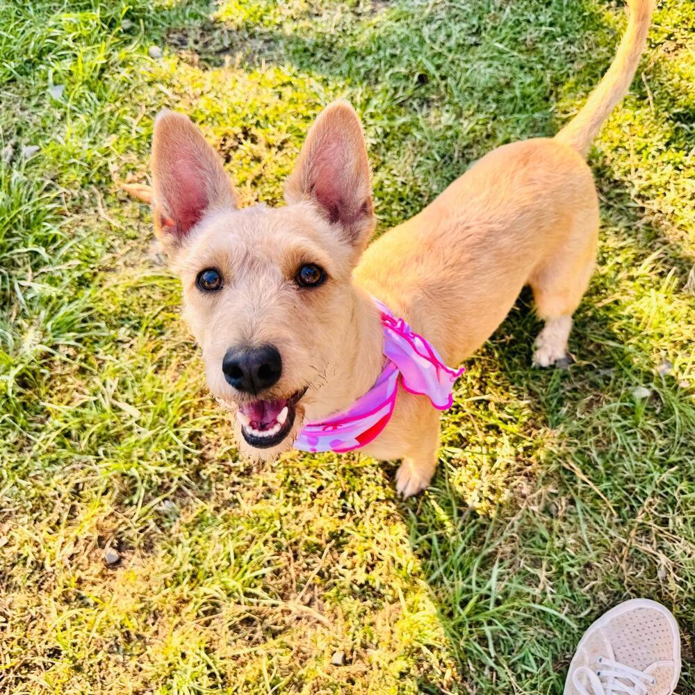 Charlotte, a Adoptable mixed breed in Gig Harbor, WA image 3/6