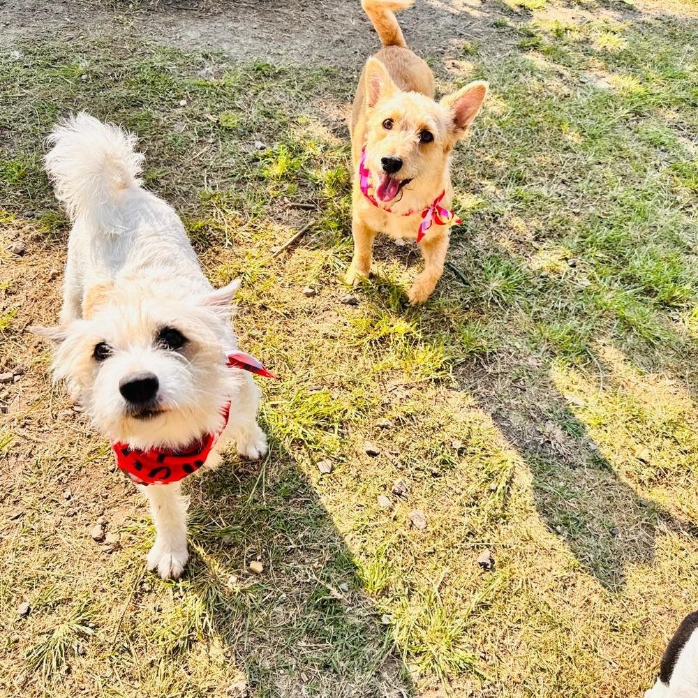 Charlotte, a Adoptable mixed breed in Gig Harbor, WA image 4/6