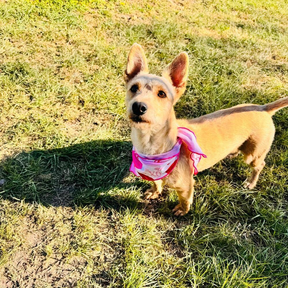 Charlotte, a Adoptable mixed breed in Gig Harbor, WA image 5/6