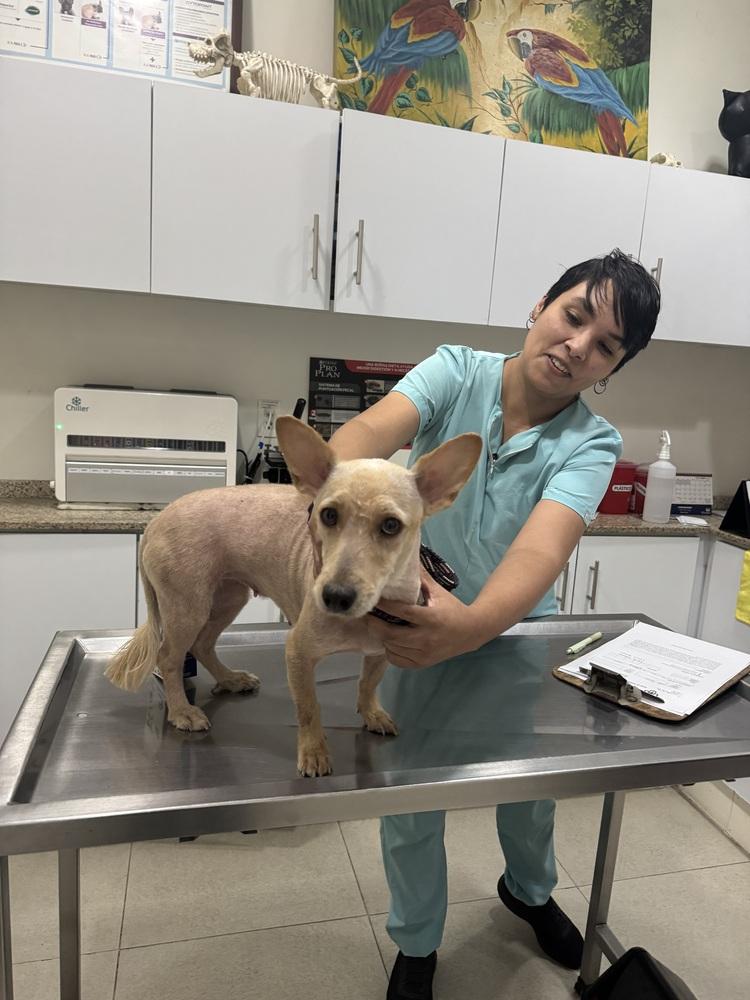 Charlotte, a Adoptable mixed breed in Gig Harbor, WA image 6/6