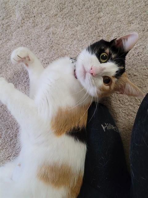 SAFFRON, Adoptable, Young Female Domestic Short Hair.