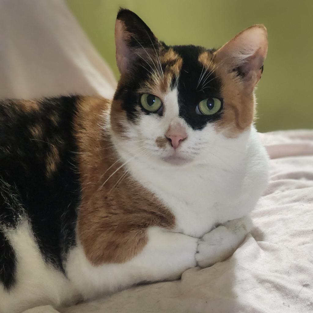 Enlarge Betty, a Adoptable mixed breed in Lexington, SC image 1/3