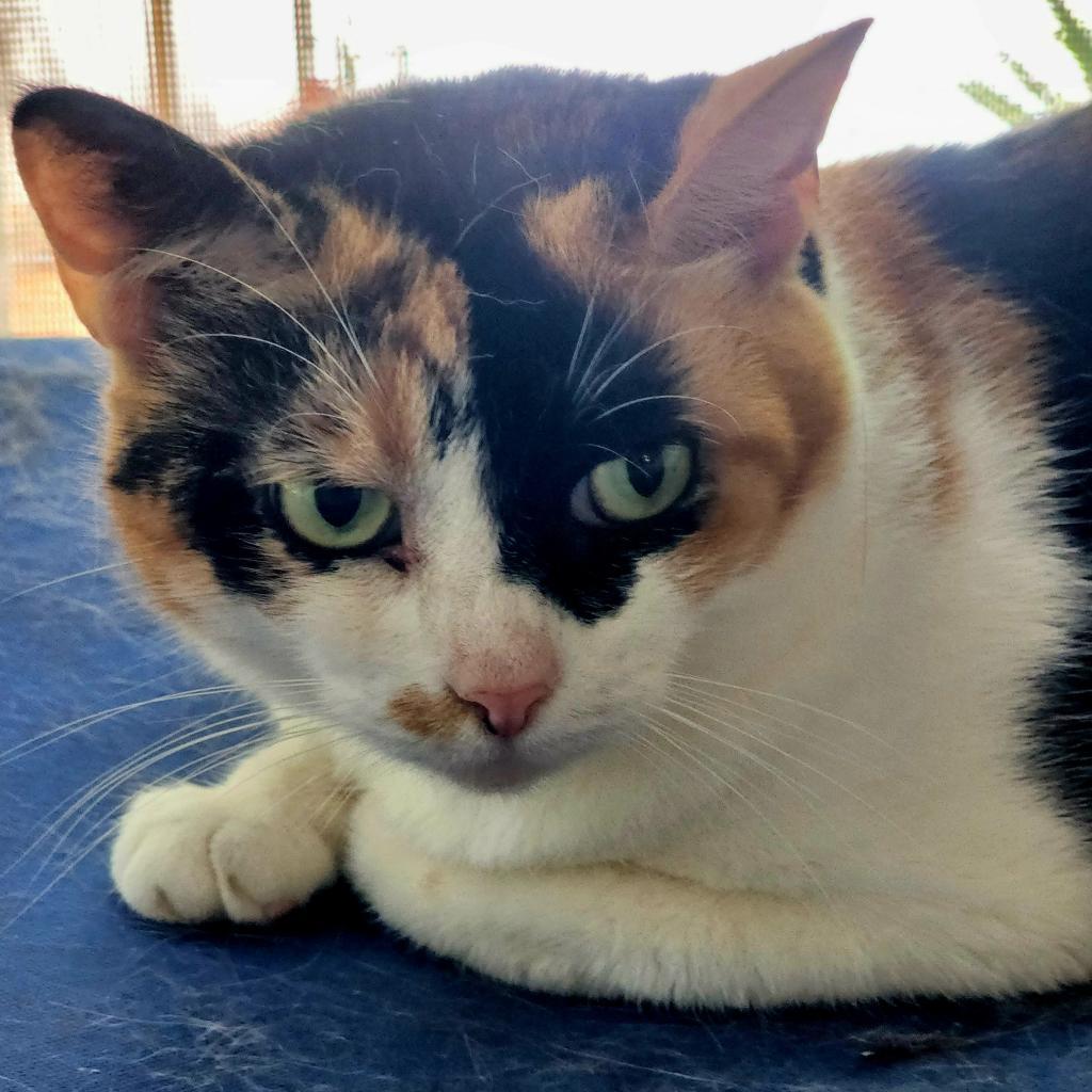 Enlarge Betty, a Adoptable mixed breed in Lexington, SC image 2/3