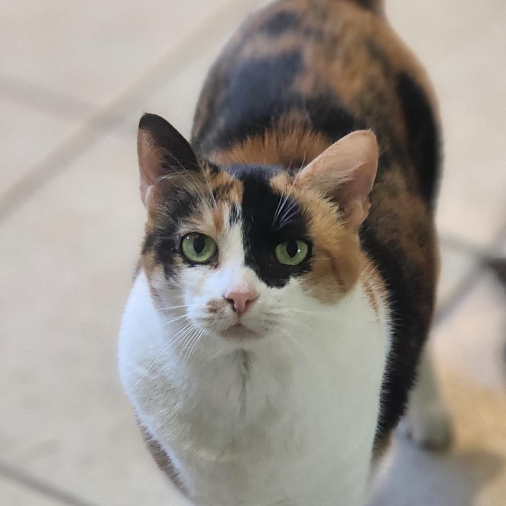 Enlarge Betty, a Adoptable mixed breed in Lexington, SC image 3/3