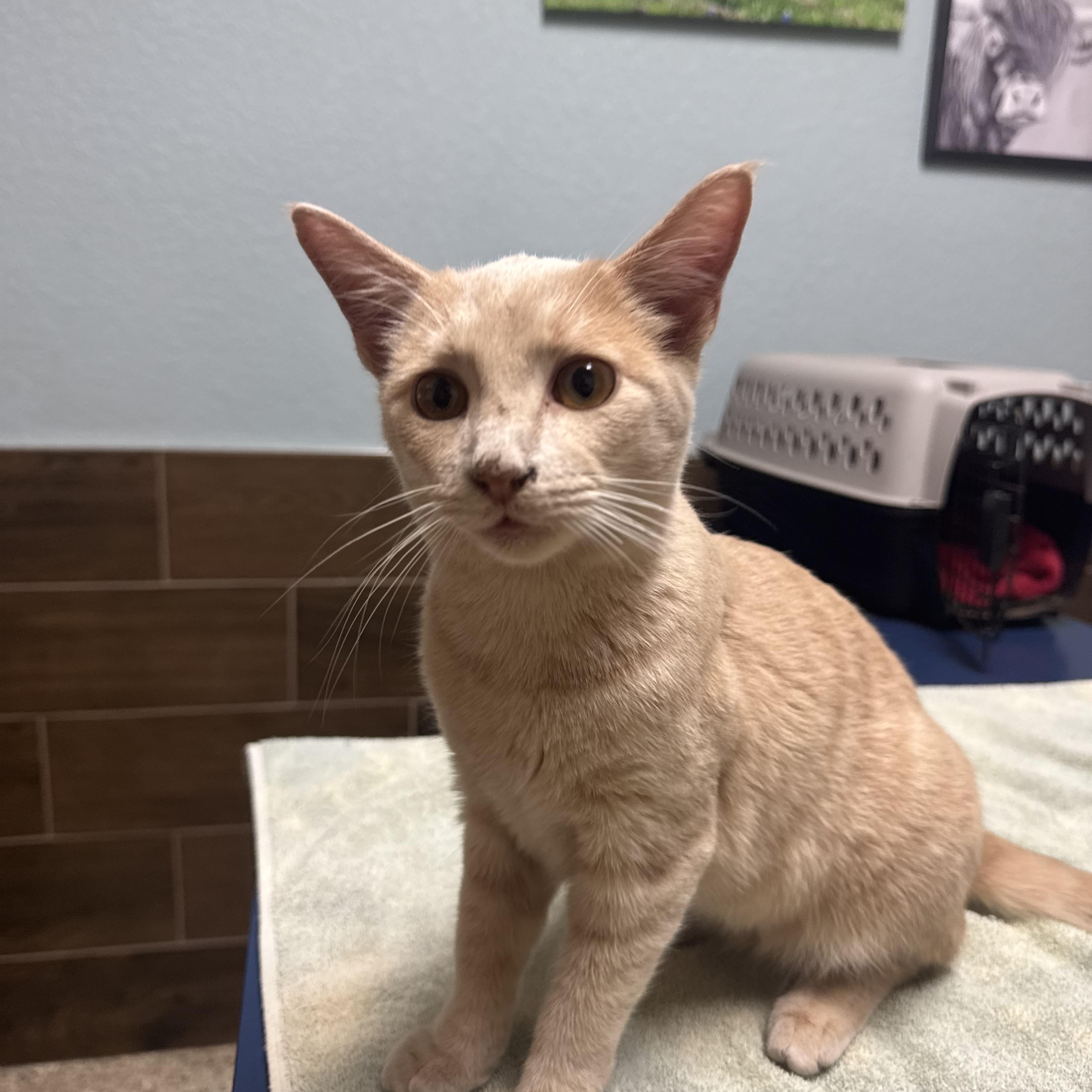 Enlarge Jack, an adopted American Shorthair in Springtown, TX image 2/6