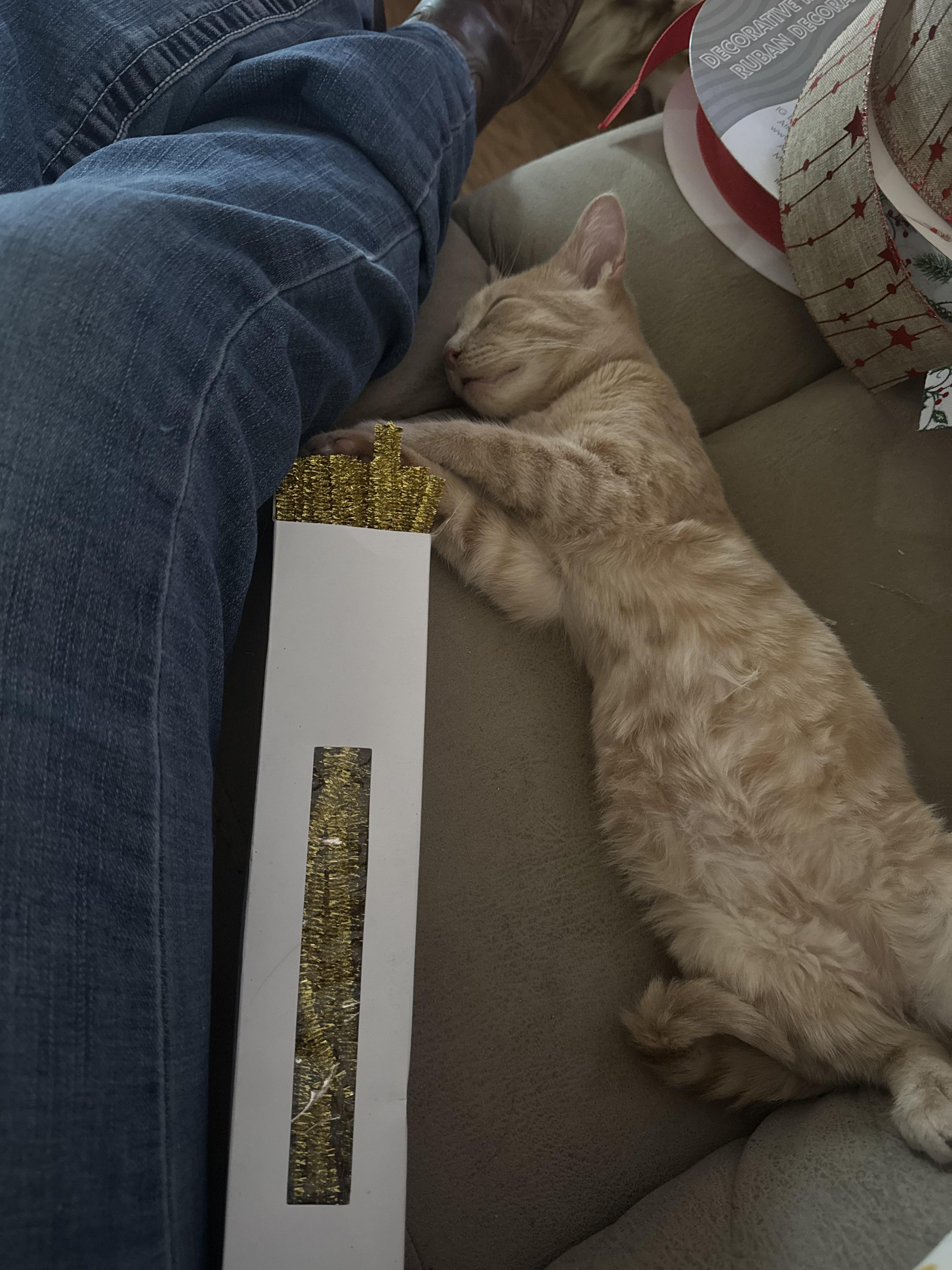 Enlarge Jack, an adopted American Shorthair in Springtown, TX image 6/6