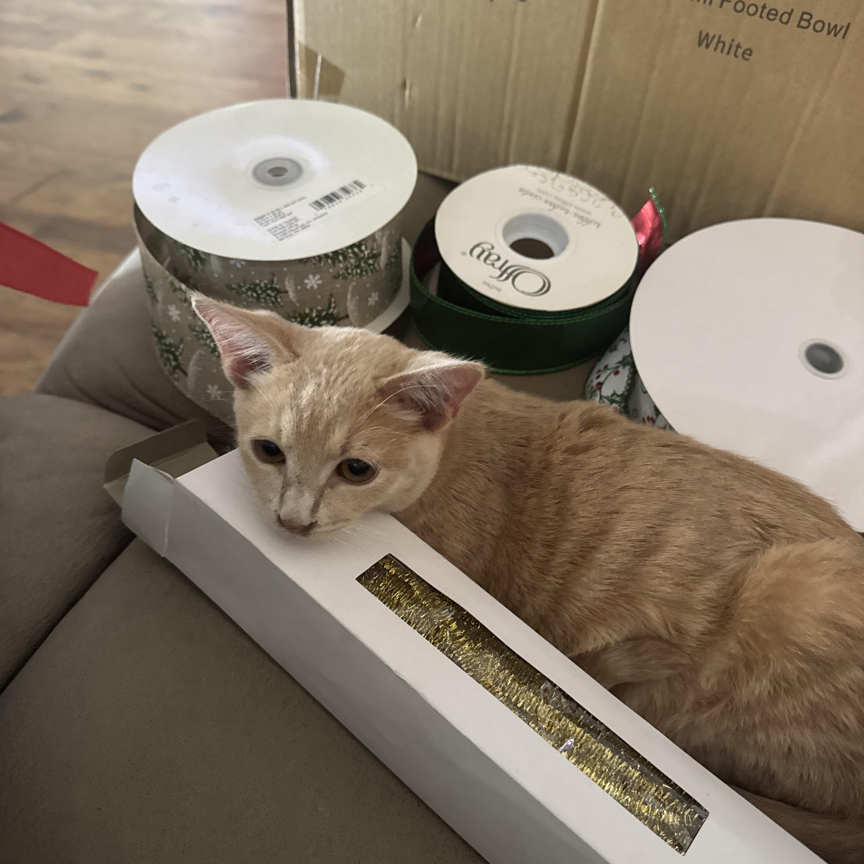 Enlarge Jack, an adopted American Shorthair in Springtown, TX image 4/6