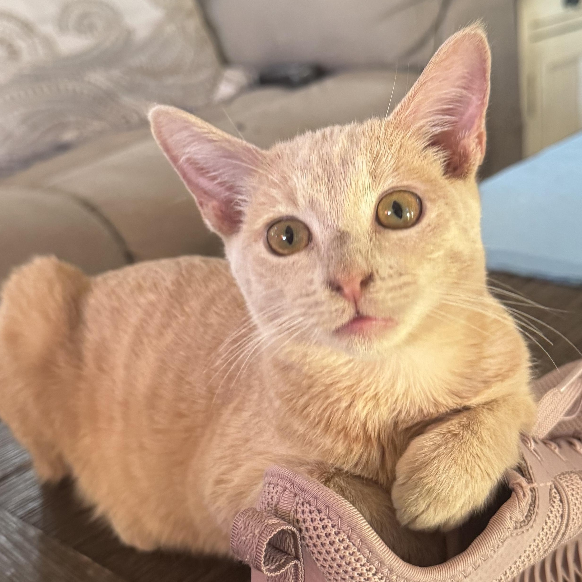Jack, adopted, Young Male American Shorthair.