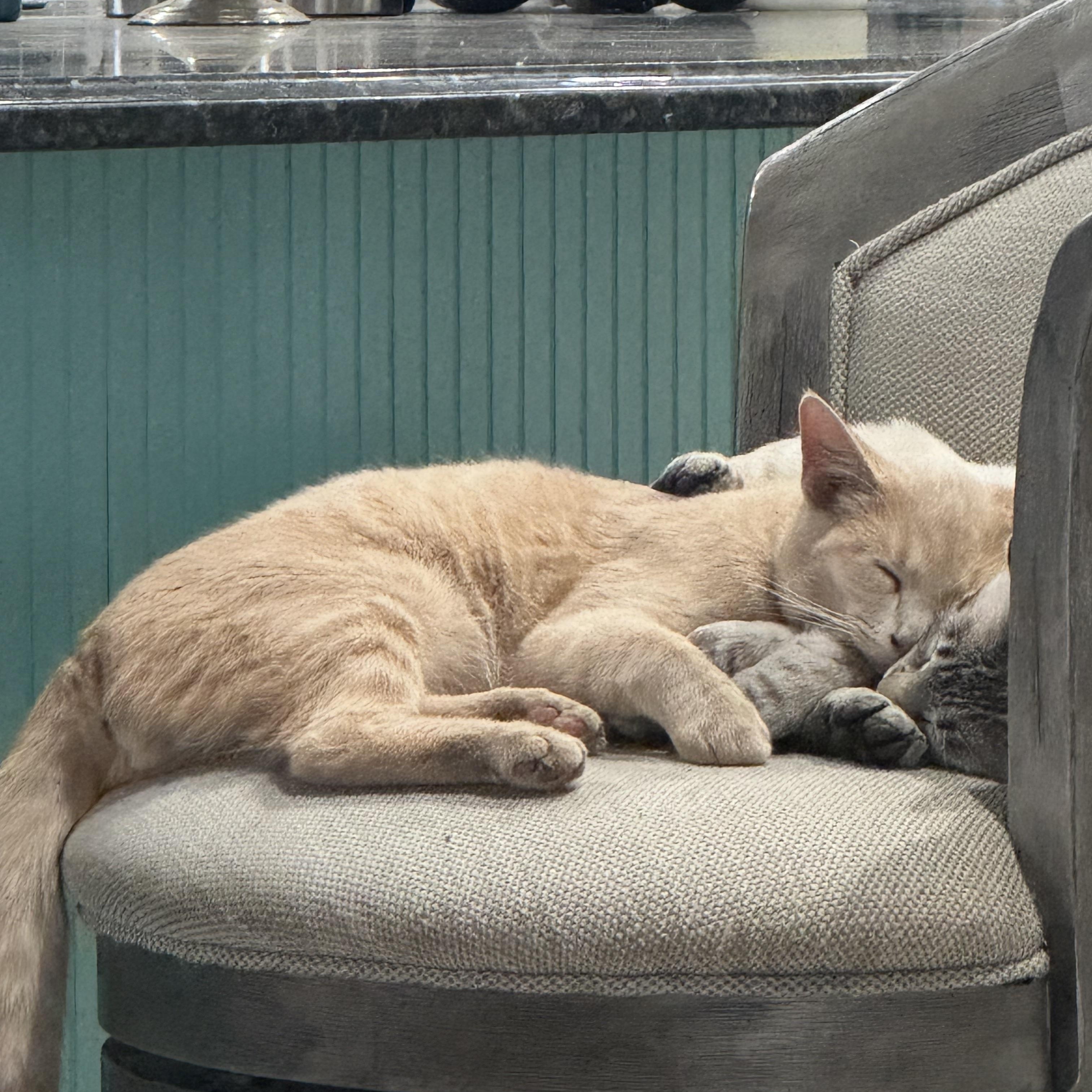 Enlarge Jack, an adopted American Shorthair in Springtown, TX image 3/6