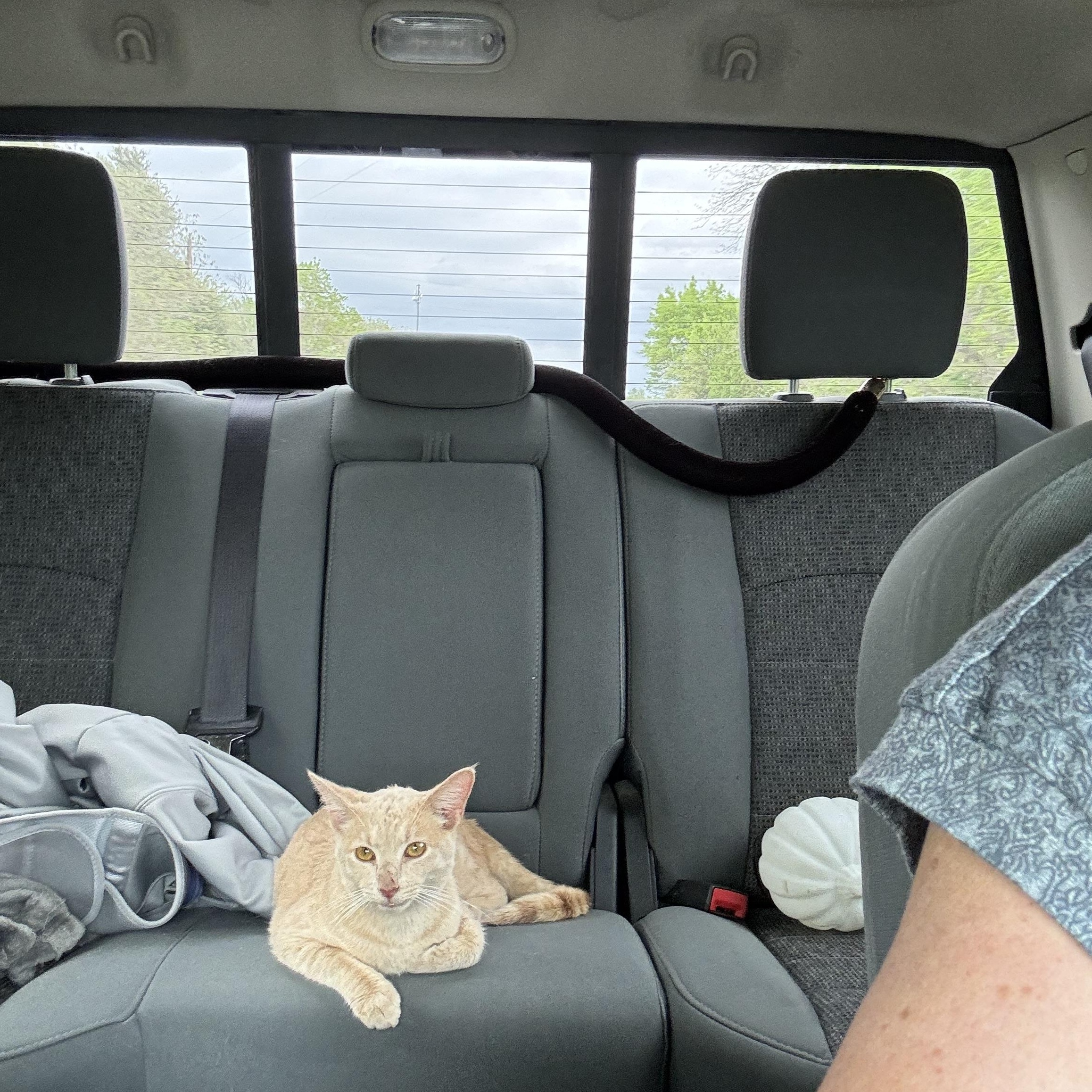 Enlarge Jack, an adopted American Shorthair in Springtown, TX image 5/6