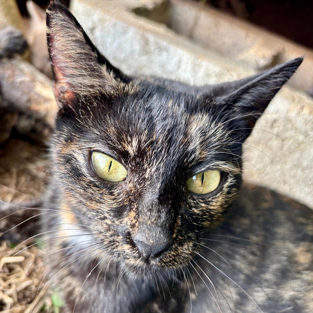 Skylar, a Adoptable Tortoiseshell in Gastonia, NC image 2/3