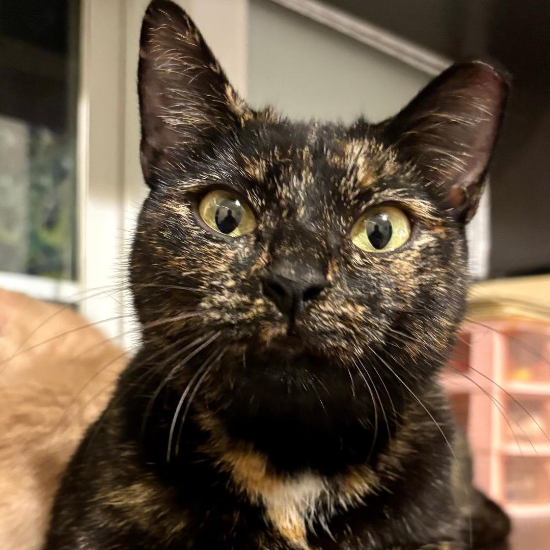 Skylar, a Adoptable Tortoiseshell in Gastonia, NC image 3/3