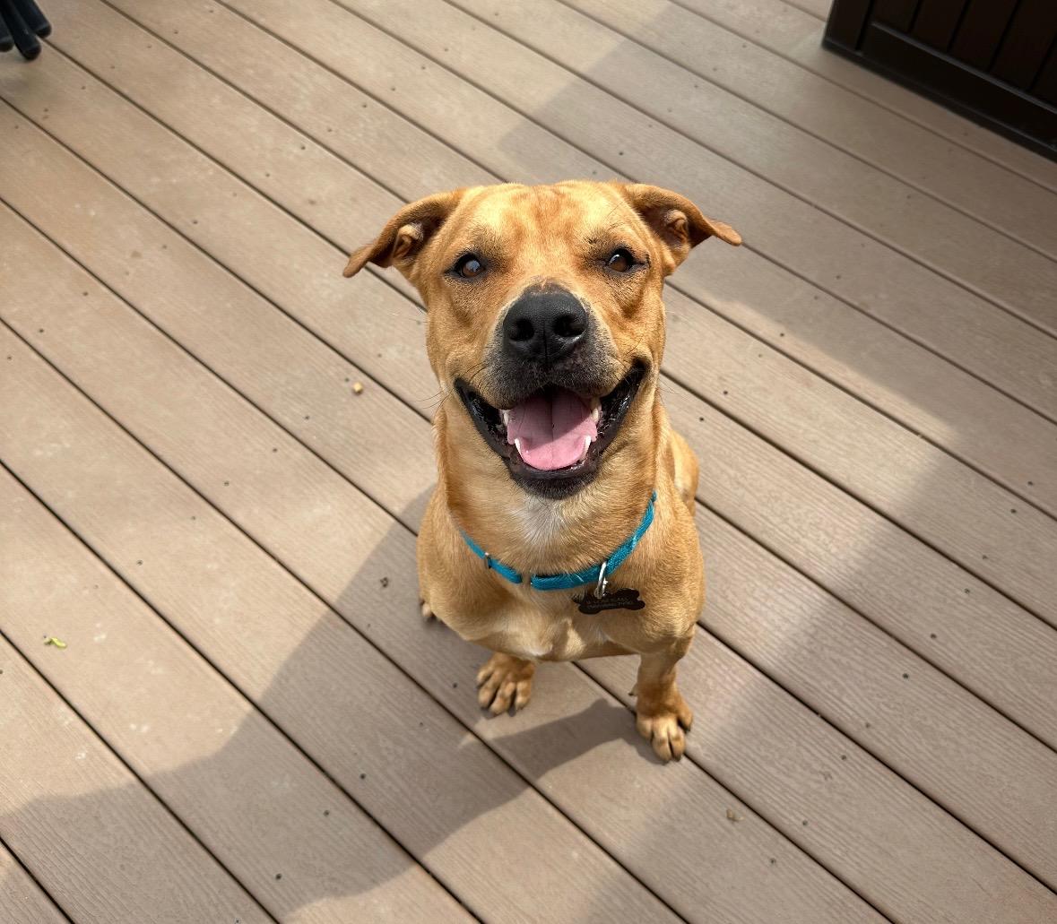 Mateo - The Smiley Guy, Adoptable, Young Male Yellow Labrador Retriever & Mixed Breed.