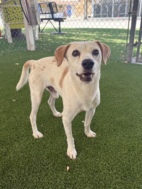 Enlarge BUDDY, a Adoptable mixed breed in Castaic, CA image 1/1