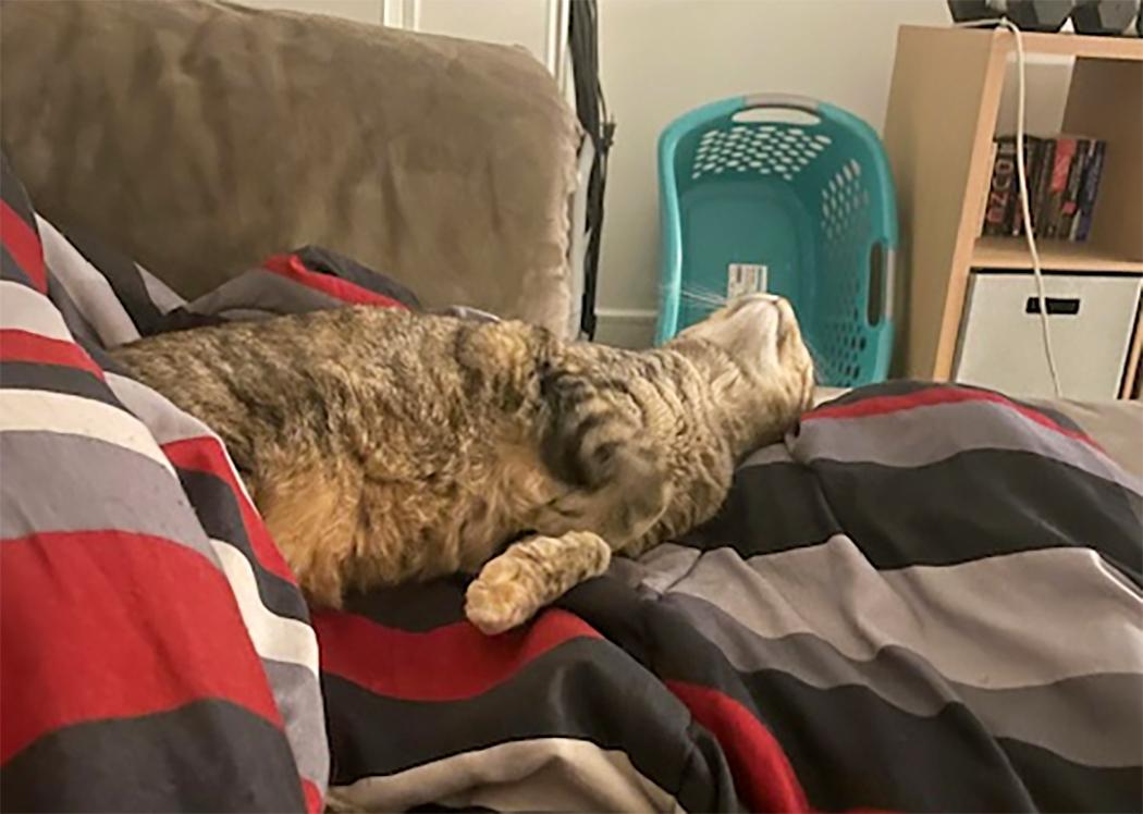 Hudson, Adopted, Adult Female Domestic Short Hair.