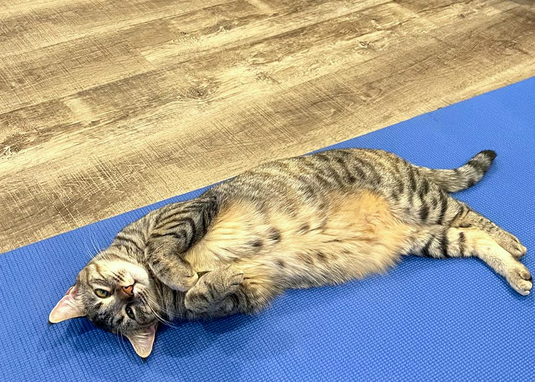 Enlarge Hudson, a Adopted Domestic Short Hair in Weehawken, NJ image 2/5