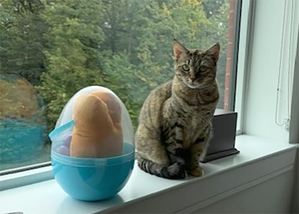 Enlarge Hudson, a Adopted Domestic Short Hair in Weehawken, NJ image 3/5