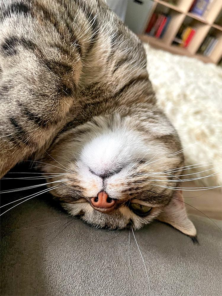 Enlarge Hudson, a Adopted Domestic Short Hair in Weehawken, NJ image 4/5