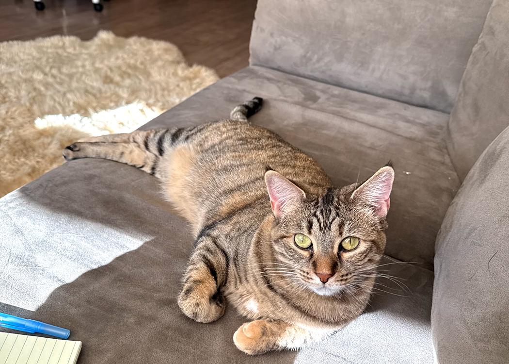 Hudson, Adopted, Adult Female Domestic Short Hair.