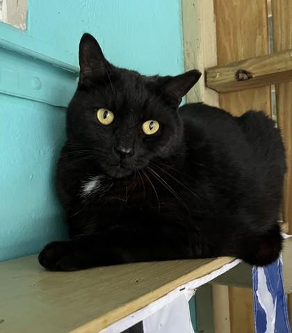 Enlarge Sebastian, a Adoptable Domestic Short Hair in Marathon , FL image 1/1
