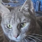 Toni, Adoptable, Kitten Female Domestic Short Hair.