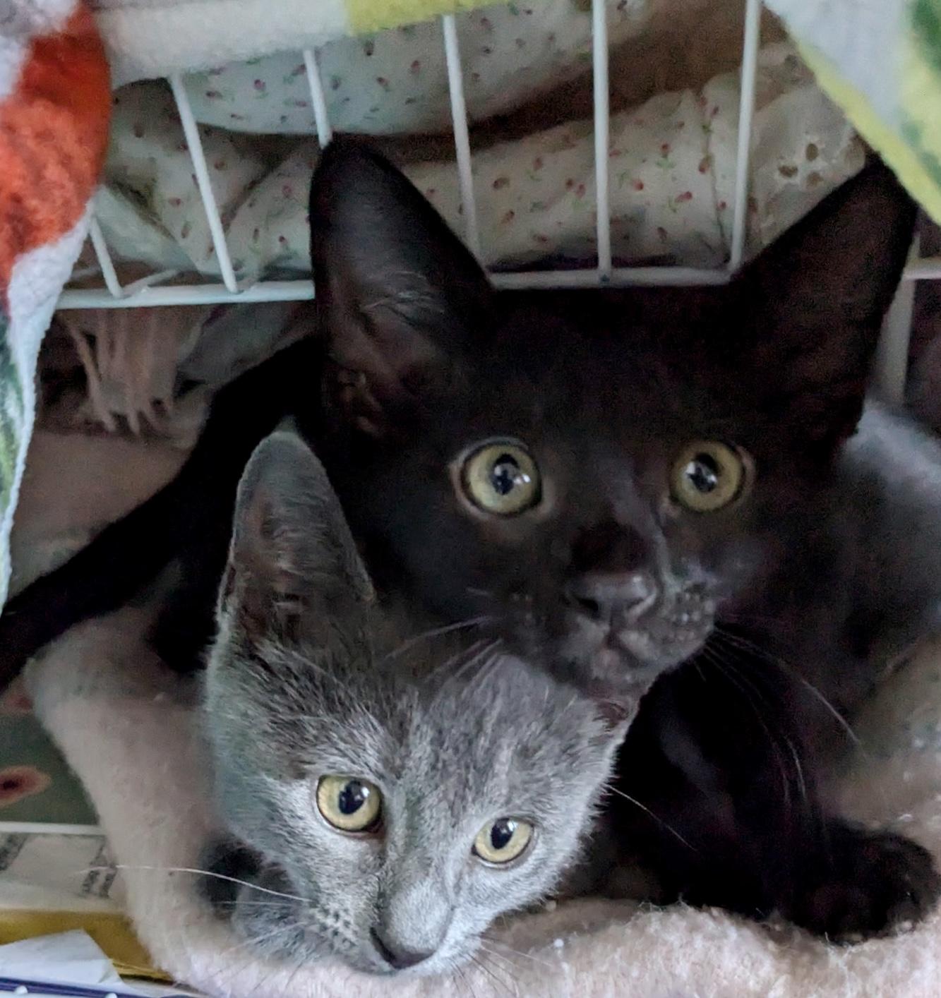 Jazzy and Princess Pippa, Adopted, Young Male American Shorthair & Domestic Short Hair.