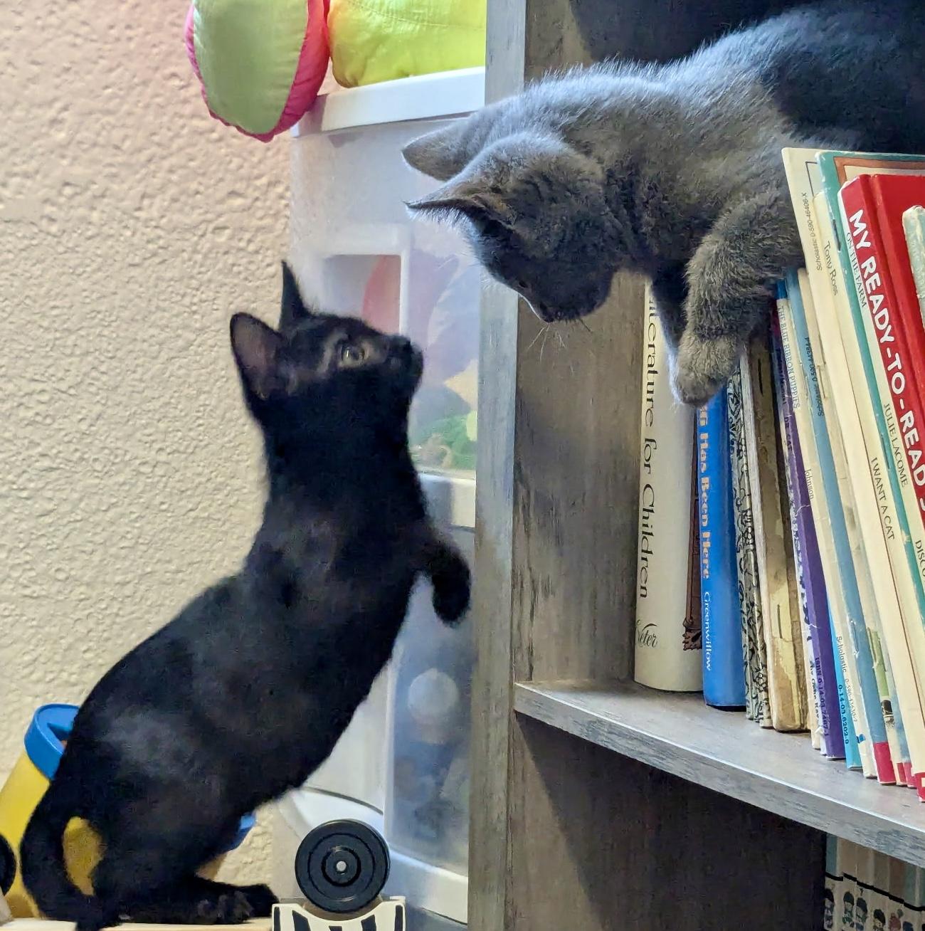 Enlarge Jazzy and Princess Pippa, a Adopted mixed breed in El Cerrito, CA image 3/3