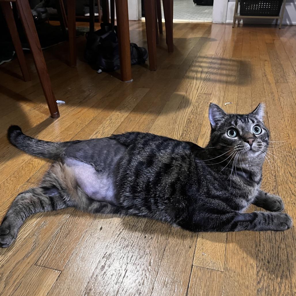 Enlarge Salem 54750 FIV+, a Adoptable Domestic Short Hair in Eaton Rapids, MI image 1/6