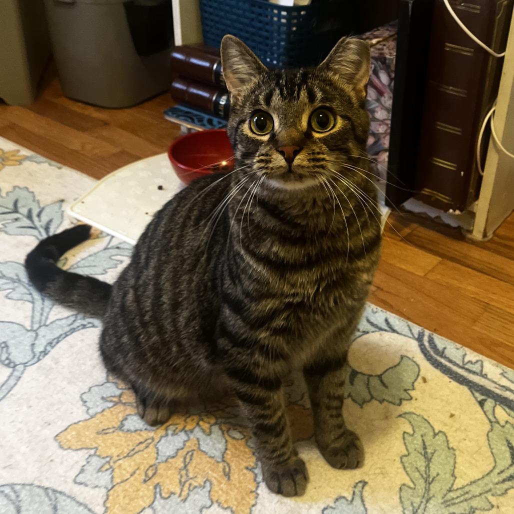 Enlarge Salem 54750 FIV+, a Adoptable Domestic Short Hair in Eaton Rapids, MI image 4/6