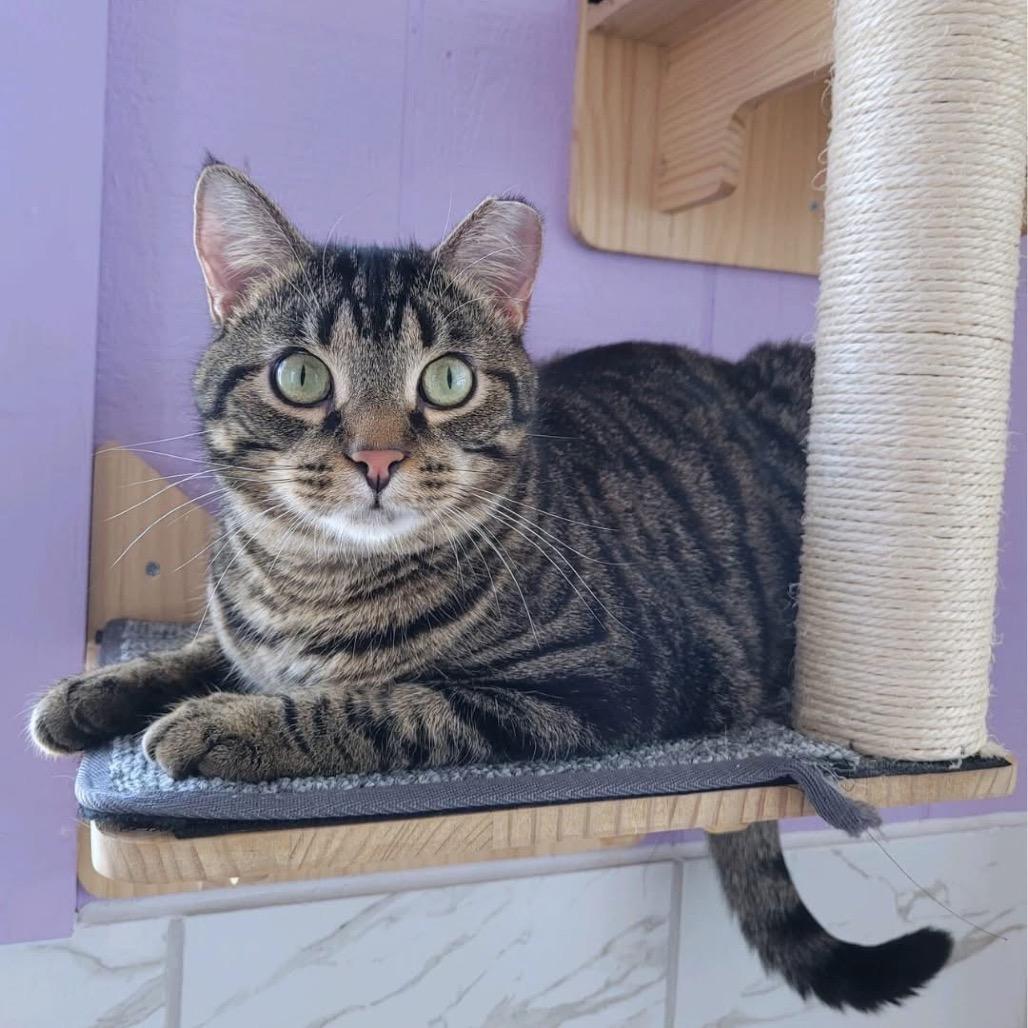 Enlarge Salem 54750 FIV+, a Adoptable Domestic Short Hair in Eaton Rapids, MI image 5/6