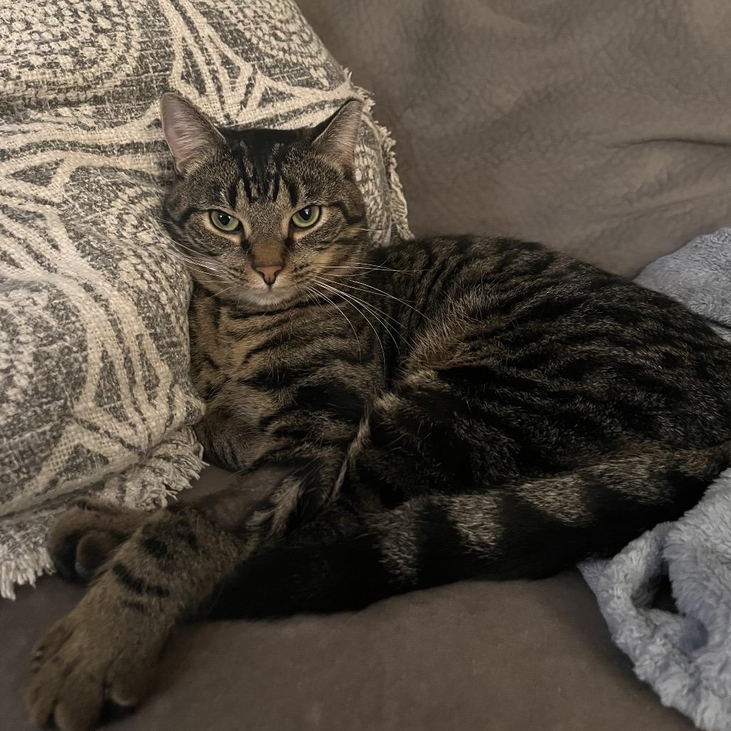 Enlarge Salem 54750 FIV+, a Adoptable Domestic Short Hair in Eaton Rapids, MI image 6/6