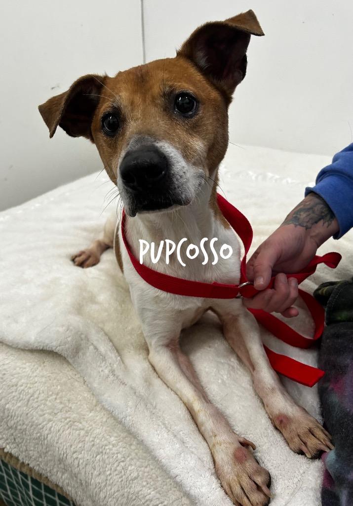 Enlarge Pupcosso, a Adoptable mixed breed in Jacksonville, IL image 1/1