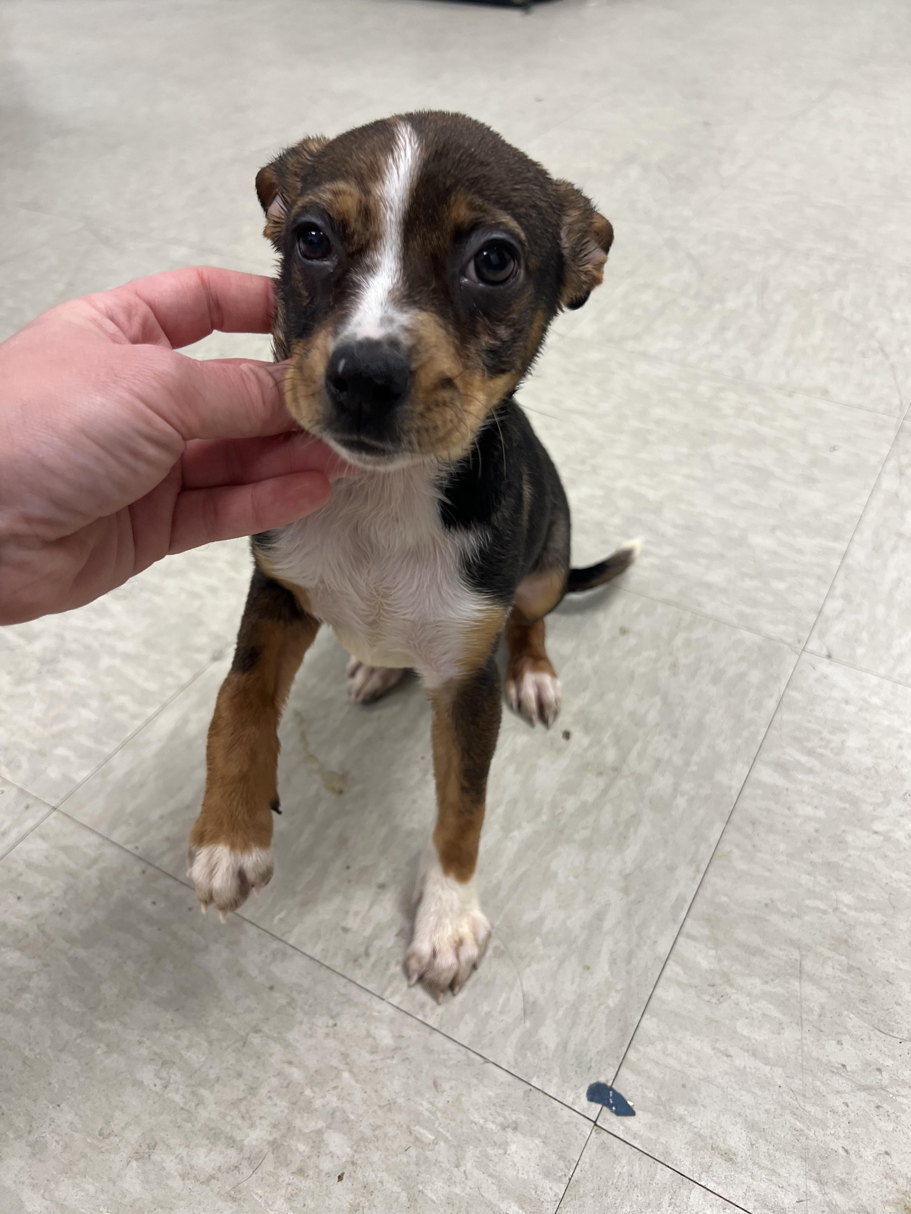 Rosemary, a Adoptable mixed breed in Fort Collins, CO image 6/6