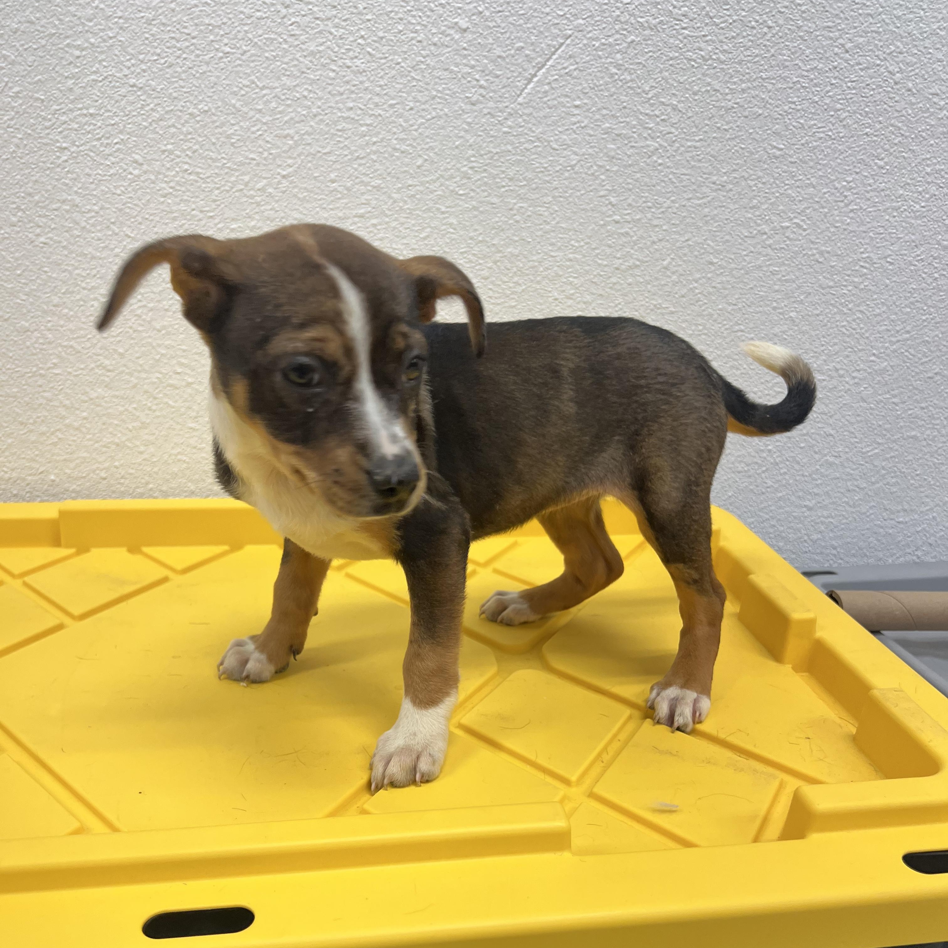 Rosemary, a Adoptable mixed breed in Fort Collins, CO image 2/6