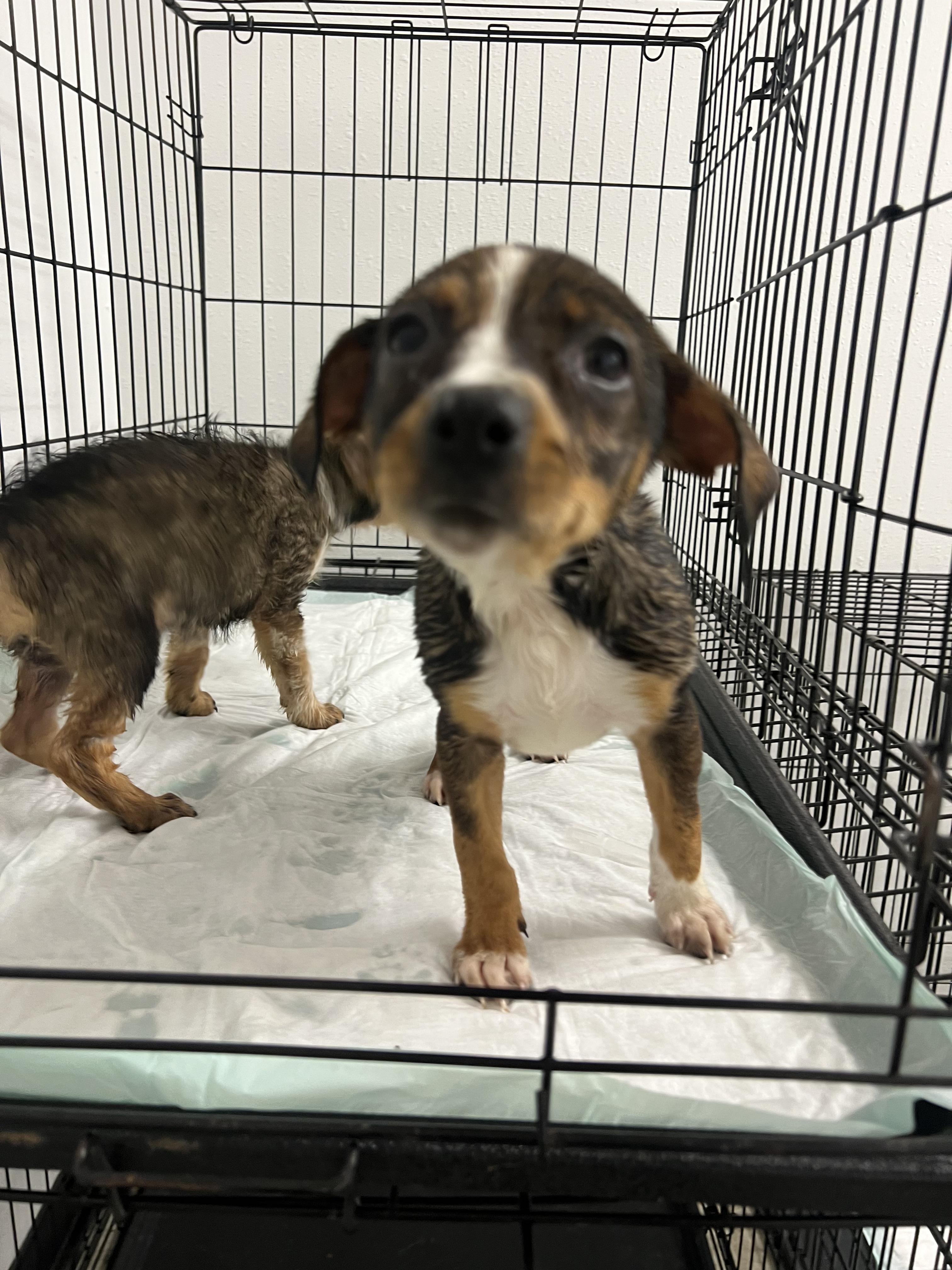 Rosemary, a Adoptable mixed breed in Fort Collins, CO image 3/6