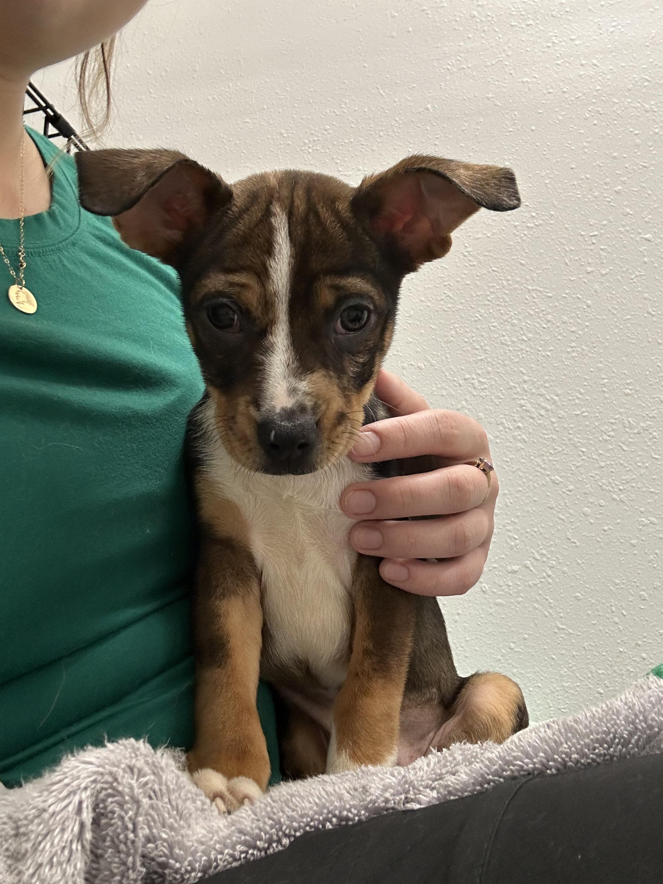 Rosemary, a Adoptable mixed breed in Fort Collins, CO image 1/6