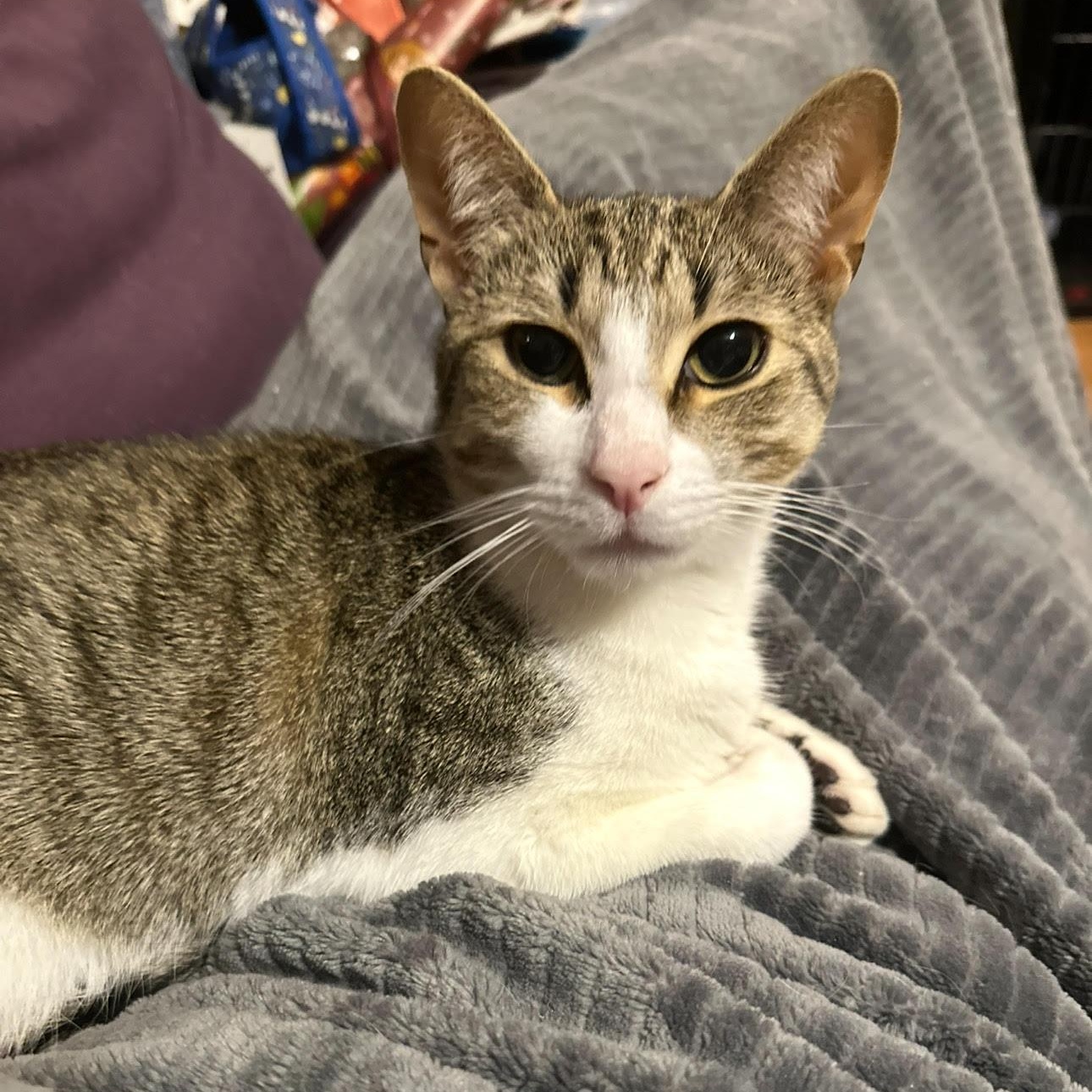 Rory, Adoptable, Young Male Domestic Short Hair.