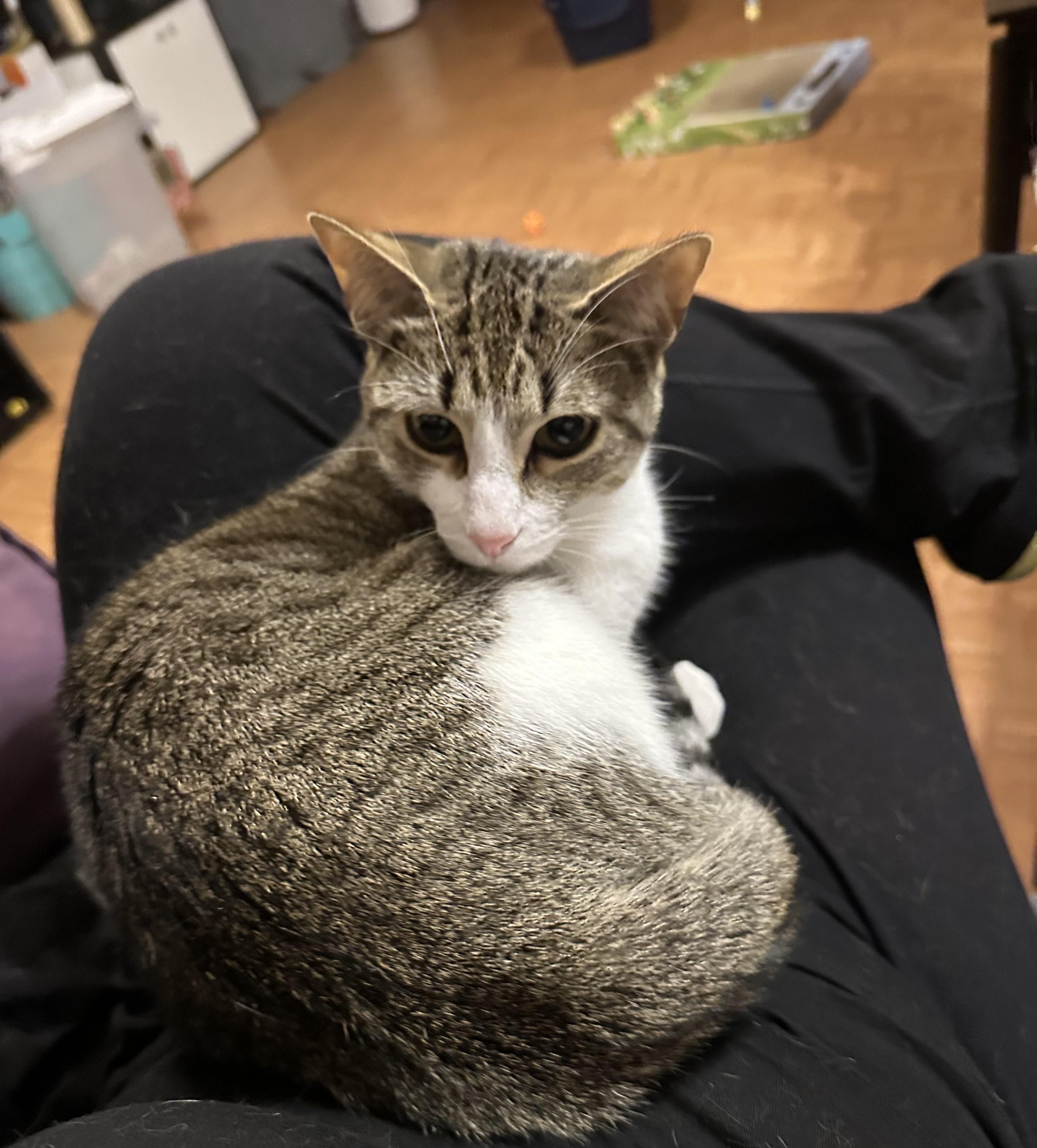 Rory, a Adoptable Domestic Short Hair in Yonkers, NY image 2/2