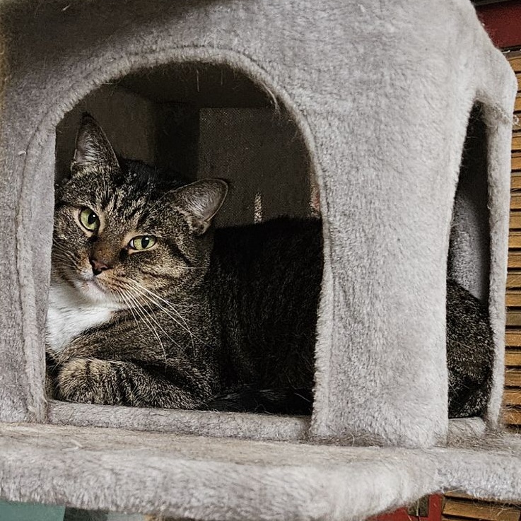 Alex (bonded to Mary), Adult Male Domestic Short Hair