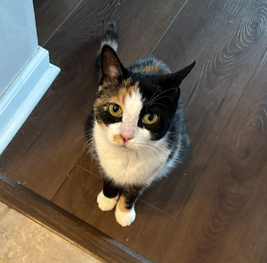Phryne, Willow Grove PA (FCID 04/17/25–107) SN,KDC, Adopted, Adult Female Calico & Domestic Short Hair.