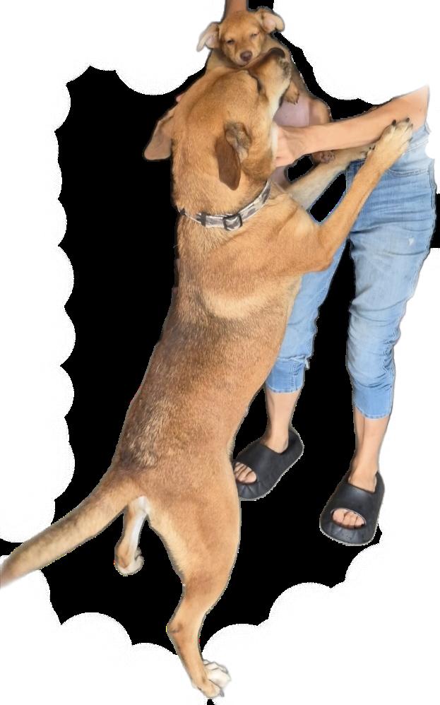 Maple With Cinnabon! thumbnail 5