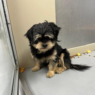 Enlarge Berry, a Adoptable Mixed Breed in Gwinn, MI image 1/2