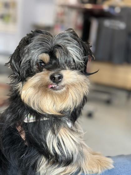 Enlarge Berry, a Adoptable Mixed Breed in Gwinn, MI image 2/2